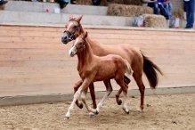 DSP Foxy Girl billede 6