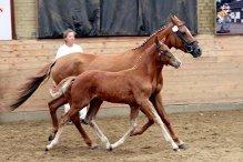 DSP Foxy Girl billede 7