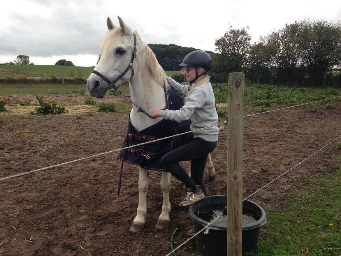 Anden særlig race Prins billede 6