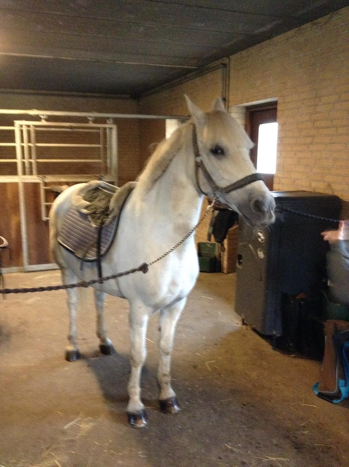 Anden særlig race Prins billede 7