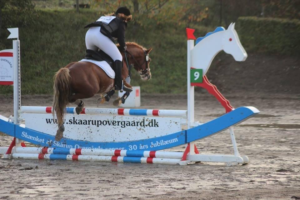 Welsh Pony af Cob-type (sec C) Aberlour Goodwyn billede 28