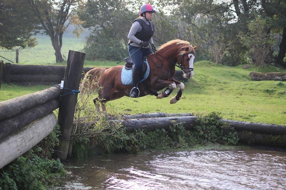 Welsh Pony af Cob-type (sec C) Aberlour Goodwyn billede 27