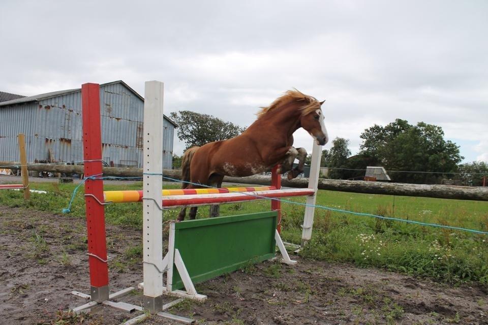 Welsh Pony af Cob-type (sec C) Aberlour Goodwyn billede 30