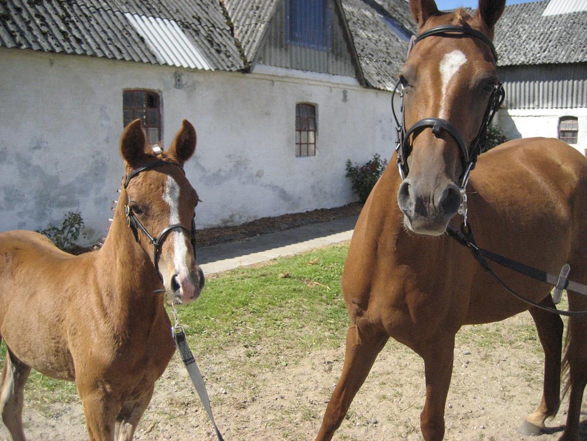 DSP Foxy Girl billede 8