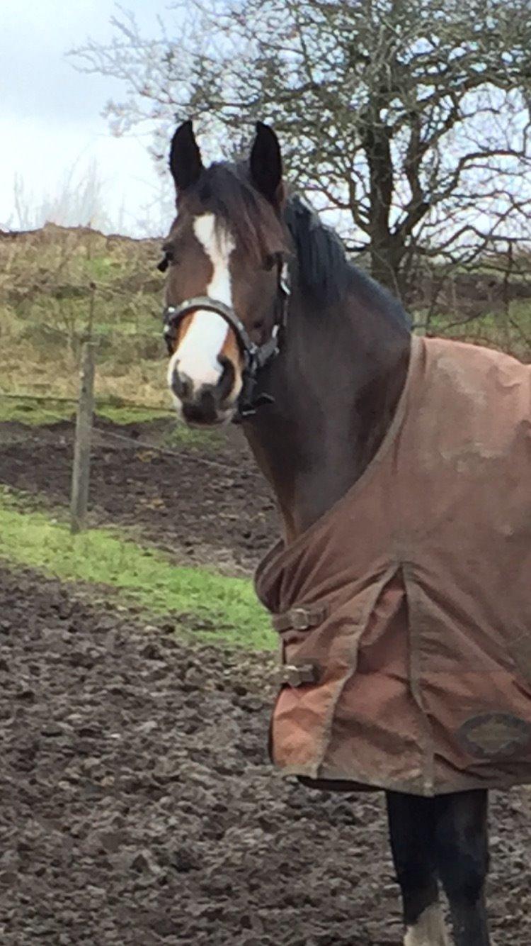 DSP Lundgaards Friday billede 13