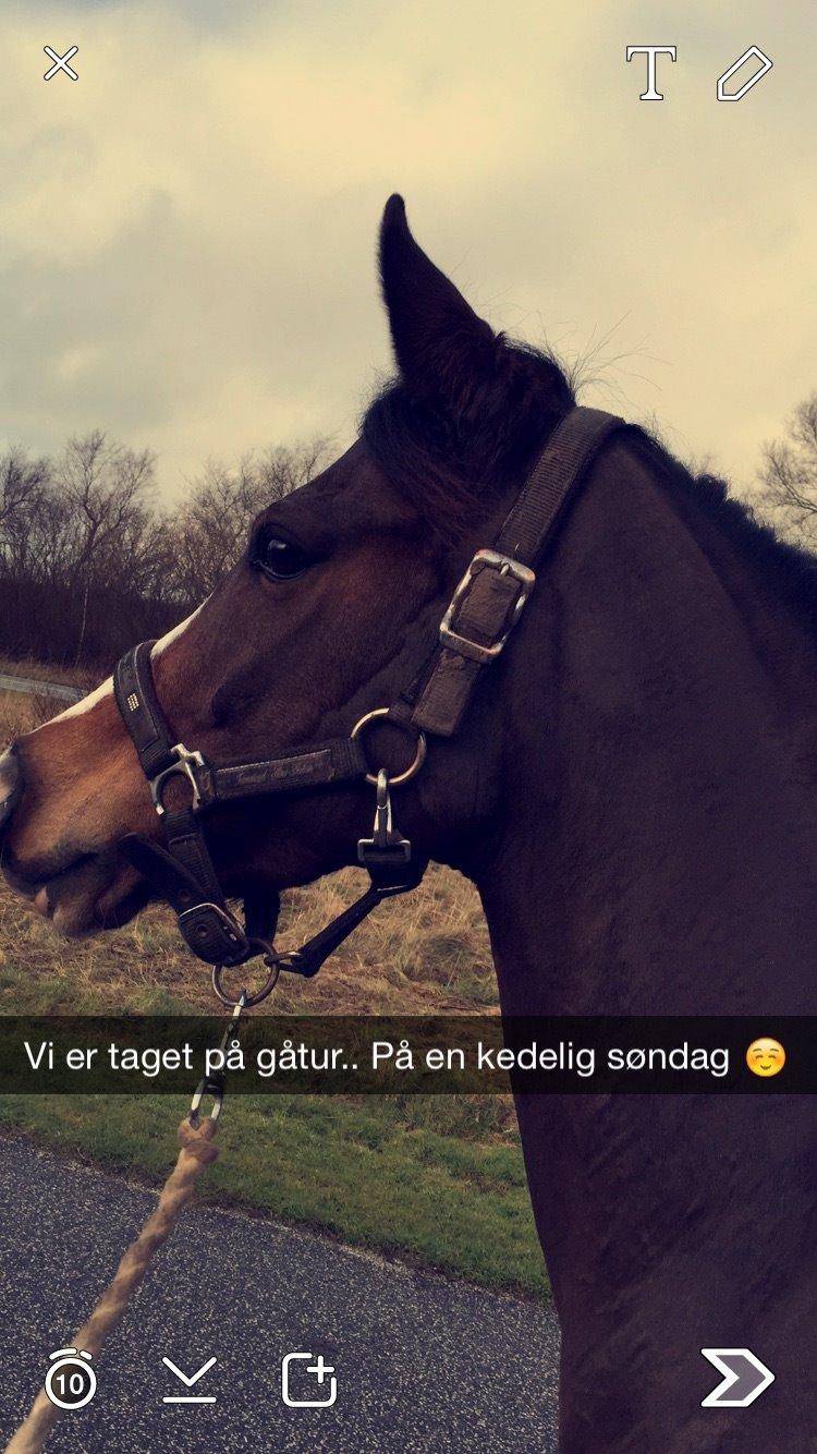 DSP Lundgaards Friday billede 14