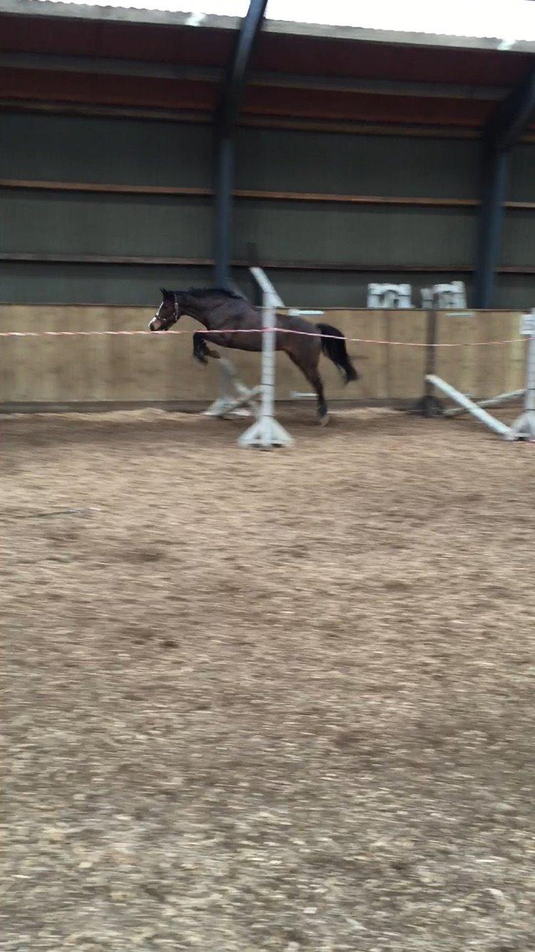 DSP Lundgaards Friday billede 15