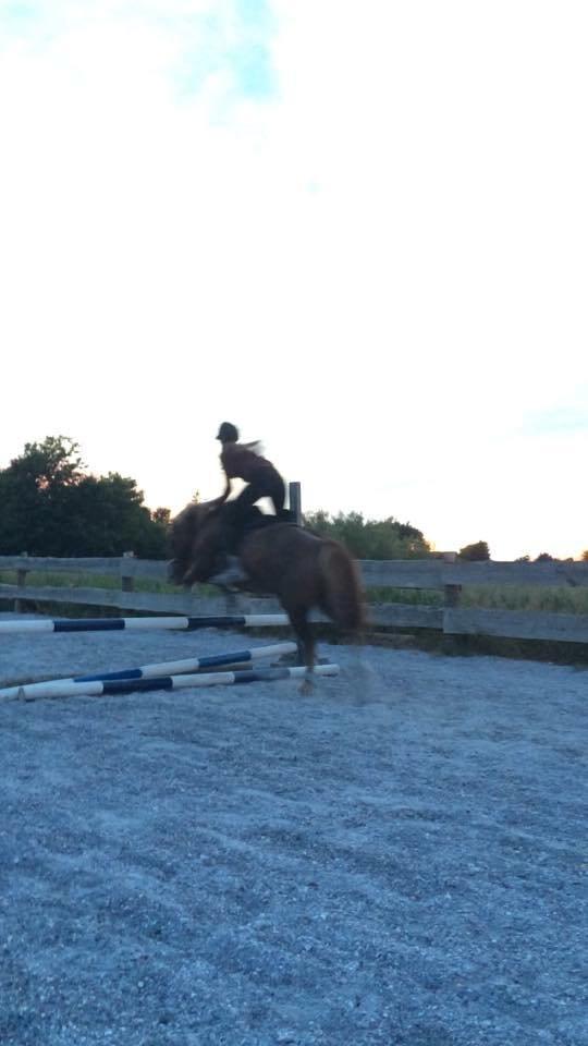 Anden særlig race Jupitor * Himmelhest * - Aften hygge på banen. <3 billede 8