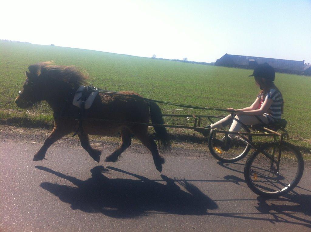 Shetlænder Bølle Bob - Det hurtige lyn  billede 8