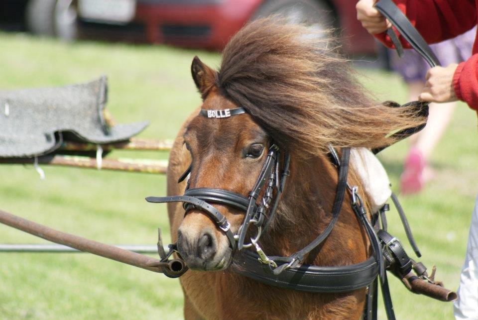 Shetlænder Bølle Bob - Dejlige Bølle <3<3 billede 1
