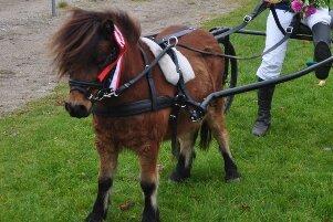 Shetlænder Bølle Bob - Jydsk Grand Prix Bølle vandt to løb sammen med Melissa  billede 12