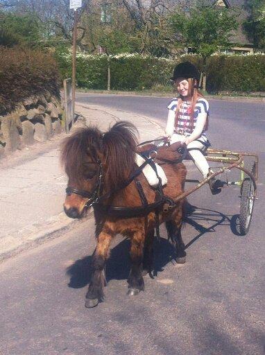 Shetlænder Bølle Bob - En super sommerdag  billede 6