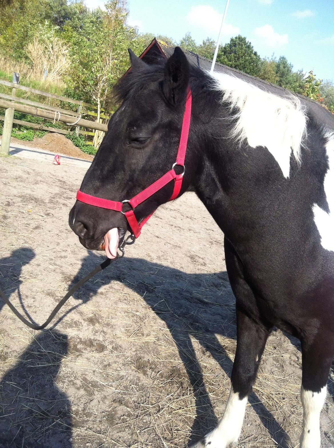 Irsk Sportspony Sunshine Cavallo (Cavi) billede 6
