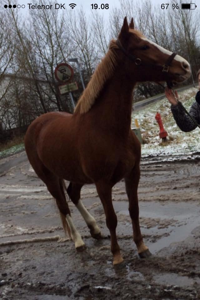 Anden særlig race Paloma billede 2