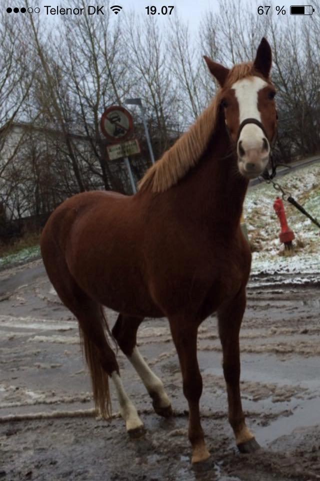 Anden særlig race Paloma billede 3