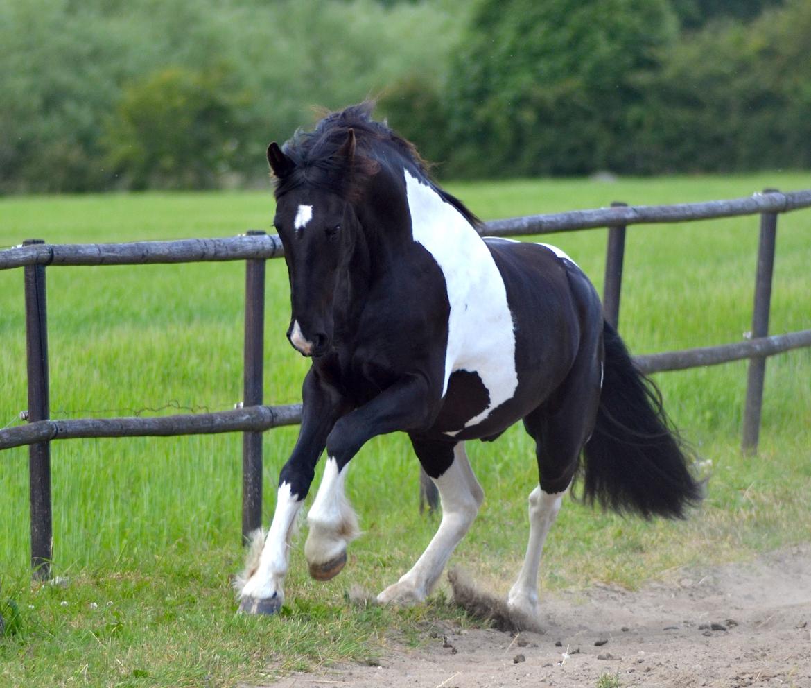 Tobiano Friesian ~Bentley~ af Bølå billede 1