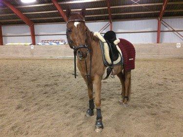 Arabisk fuldblod (OX) D. Midnight Rodeo OX billede 4