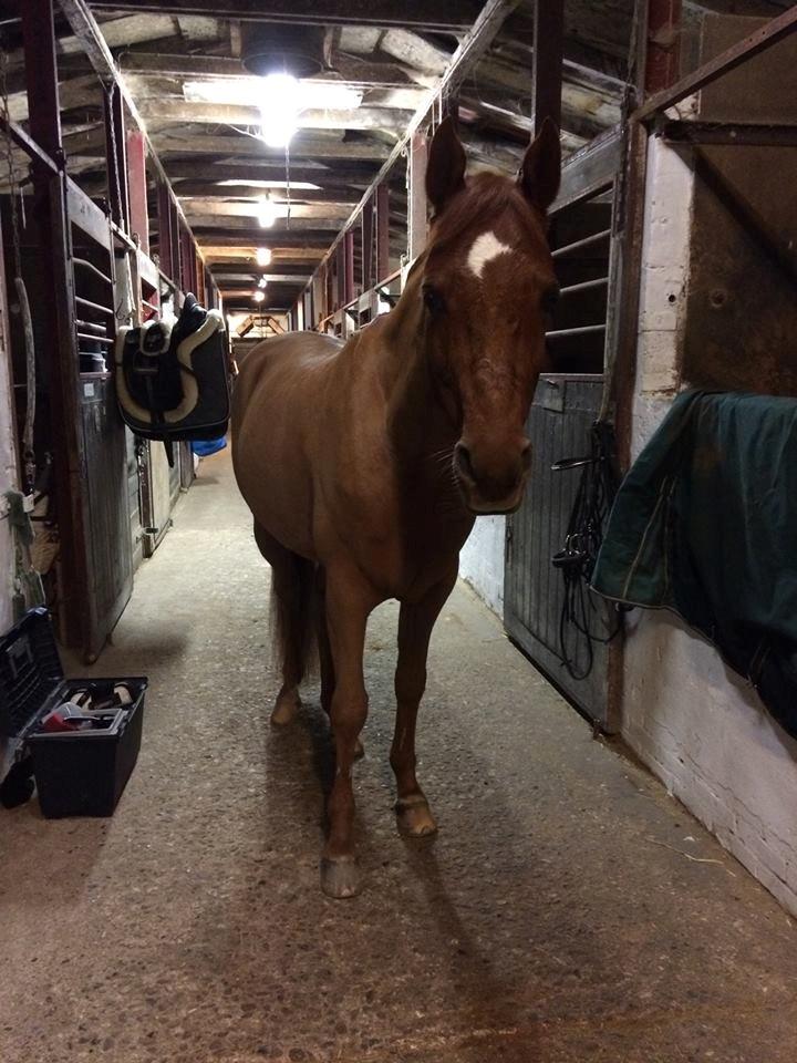 Arabisk fuldblod (OX) D. Midnight Rodeo OX billede 10