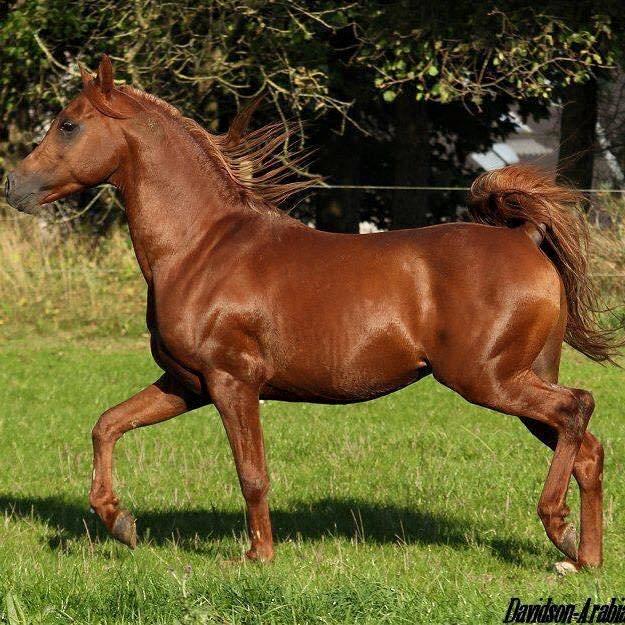 Arabisk fuldblod (OX) D. Midnight Rodeo OX - En lidt yngre version af Ruby billede 2