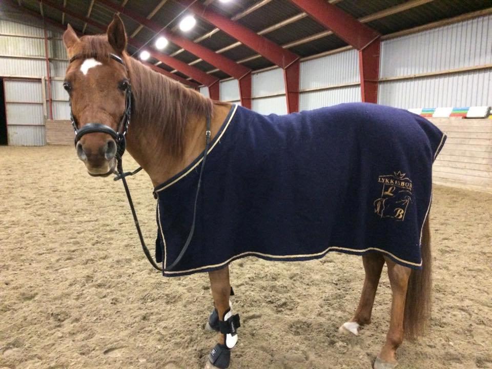 Arabisk fuldblod (OX) D. Midnight Rodeo OX billede 17