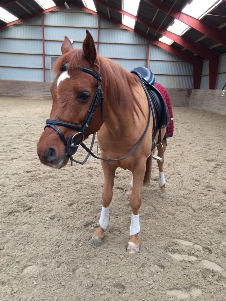 Arabisk fuldblod (OX) D. Midnight Rodeo OX billede 16