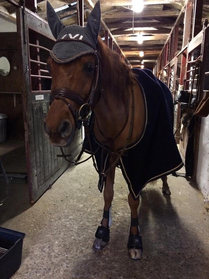 Arabisk fuldblod (OX) D. Midnight Rodeo OX billede 18