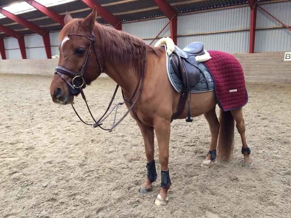 Arabisk fuldblod (OX) D. Midnight Rodeo OX billede 19