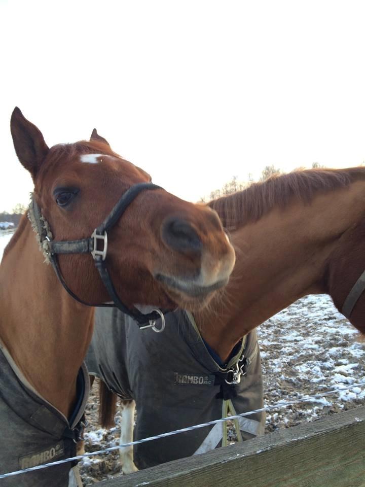 Arabisk fuldblod (OX) D. Midnight Rodeo OX billede 20