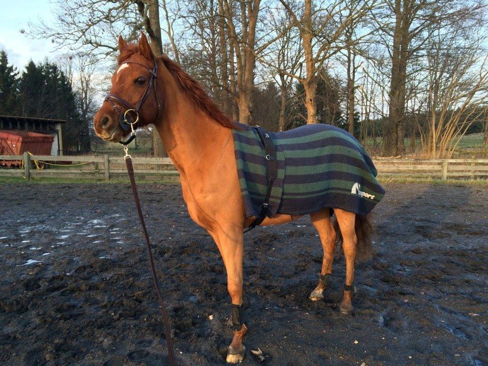 Arabisk fuldblod (OX) D. Midnight Rodeo OX billede 7