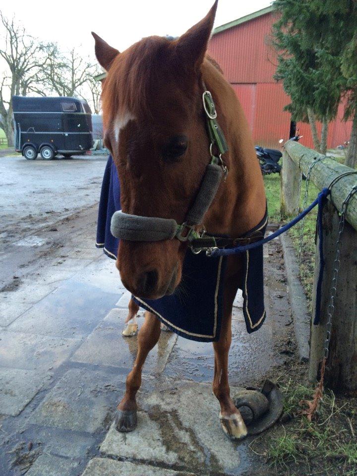 Arabisk fuldblod (OX) D. Midnight Rodeo OX billede 14