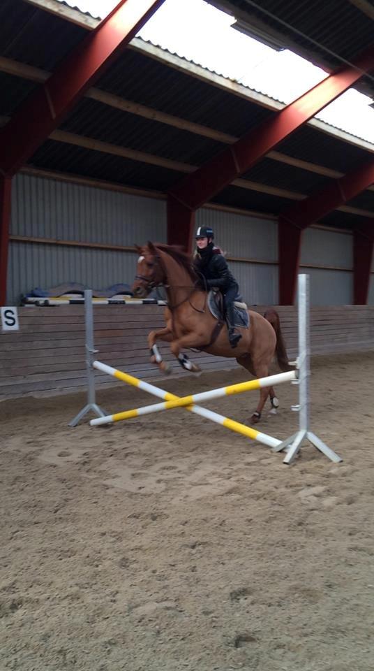 Arabisk fuldblod (OX) D. Midnight Rodeo OX - En af mine veninder var ude og prøve ham billede 9