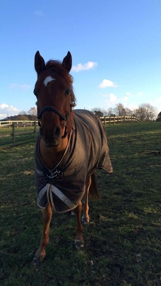 Arabisk fuldblod (OX) D. Midnight Rodeo OX billede 21