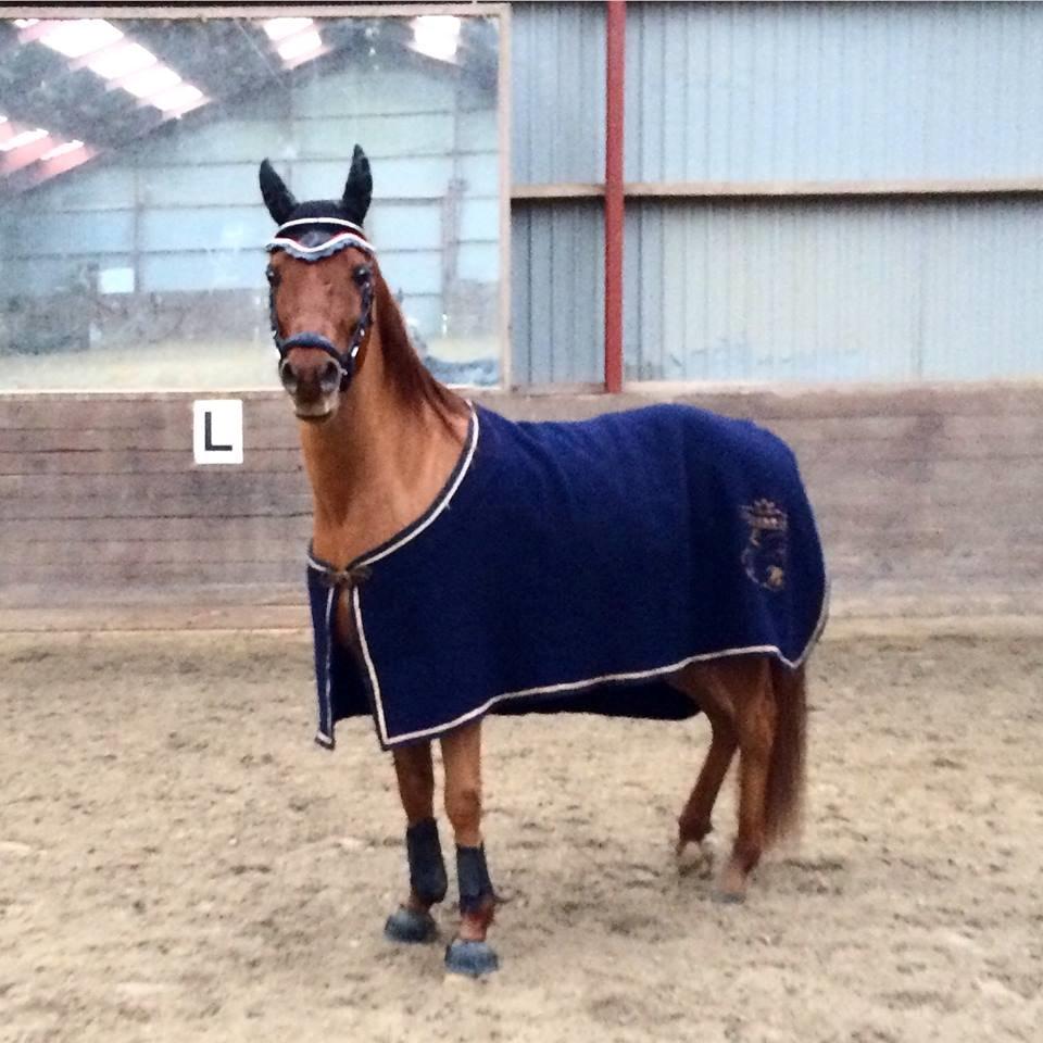 Arabisk fuldblod (OX) D. Midnight Rodeo OX billede 23