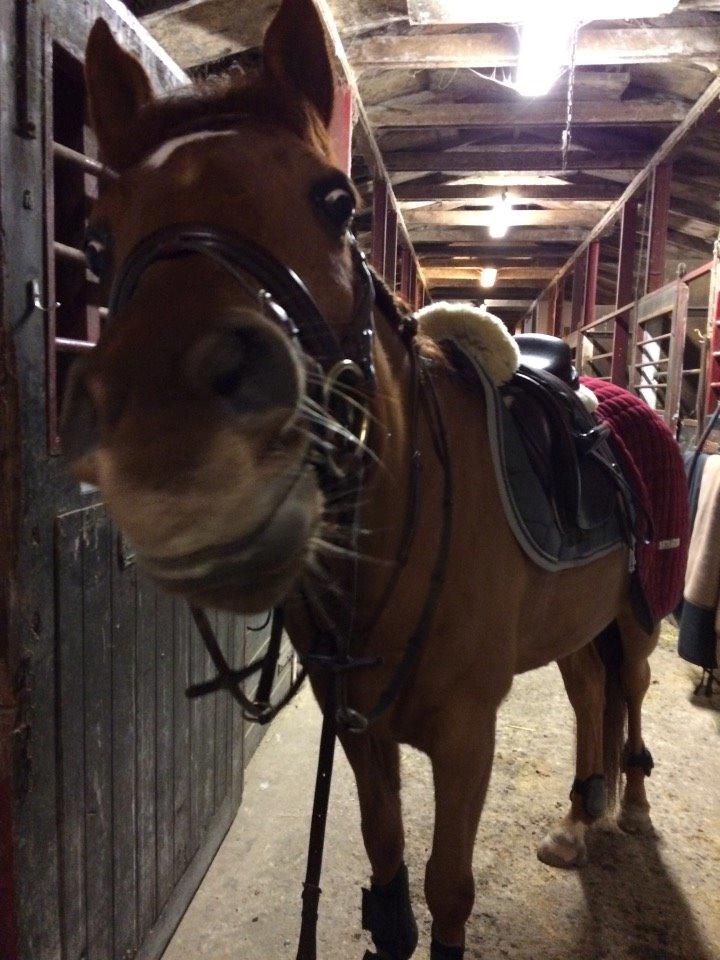 Arabisk fuldblod (OX) D. Midnight Rodeo OX - Han har NÆSTEN lært at smile billede 24