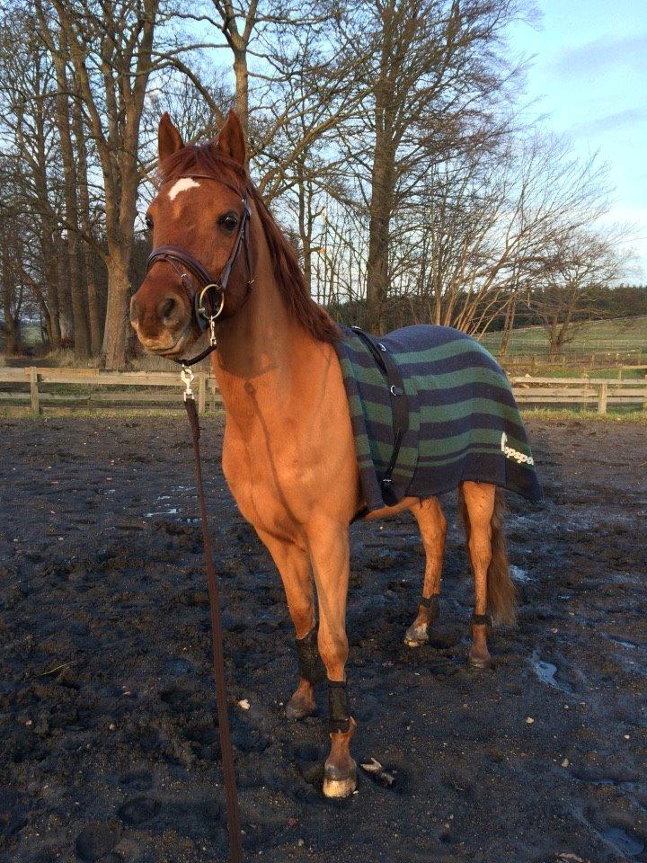 Arabisk fuldblod (OX) D. Midnight Rodeo OX billede 25