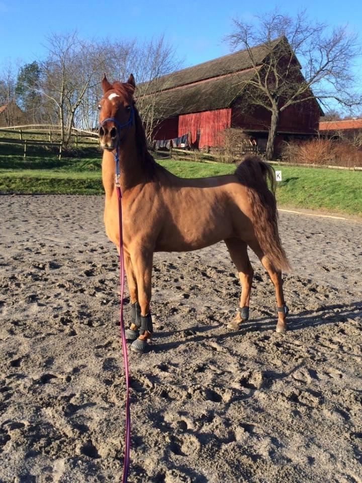 Arabisk fuldblod (OX) D. Midnight Rodeo OX - Billedet har min søde part taget :) billede 13