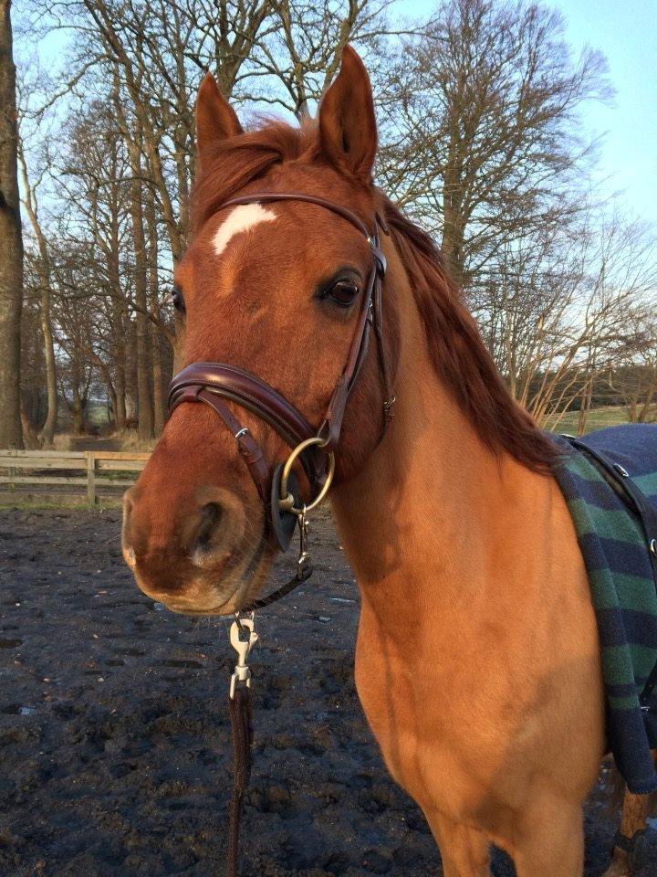 Arabisk fuldblod (OX) D. Midnight Rodeo OX billede 26