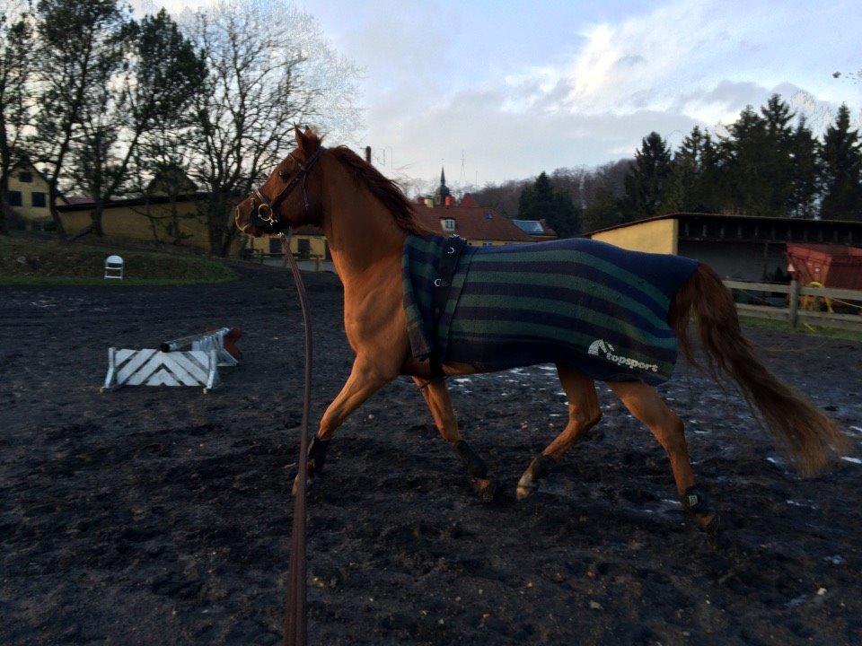 Arabisk fuldblod (OX) D. Midnight Rodeo OX billede 15