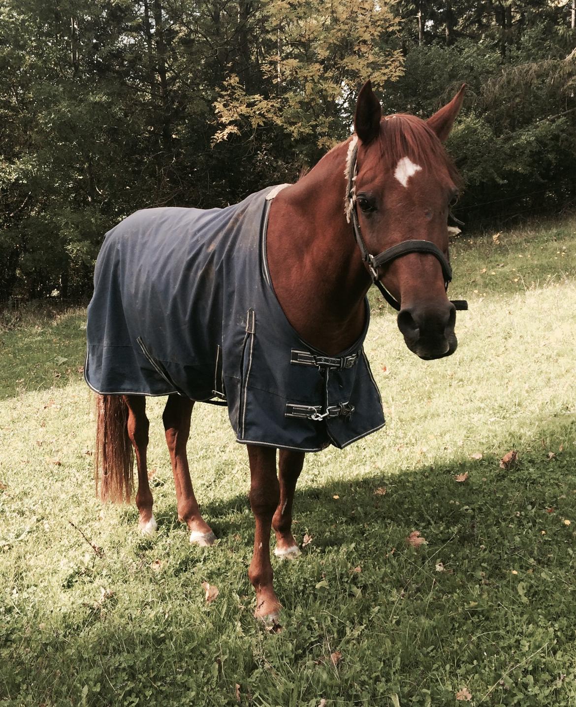 Arabisk fuldblod (OX) D. Midnight Rodeo OX billede 27