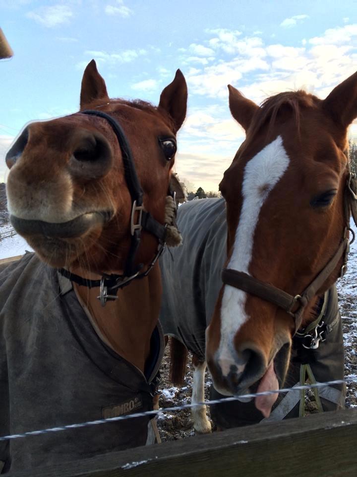 Arabisk fuldblod (OX) D. Midnight Rodeo OX - Ruby og Elliot inden jeg tog til USA  billede 8