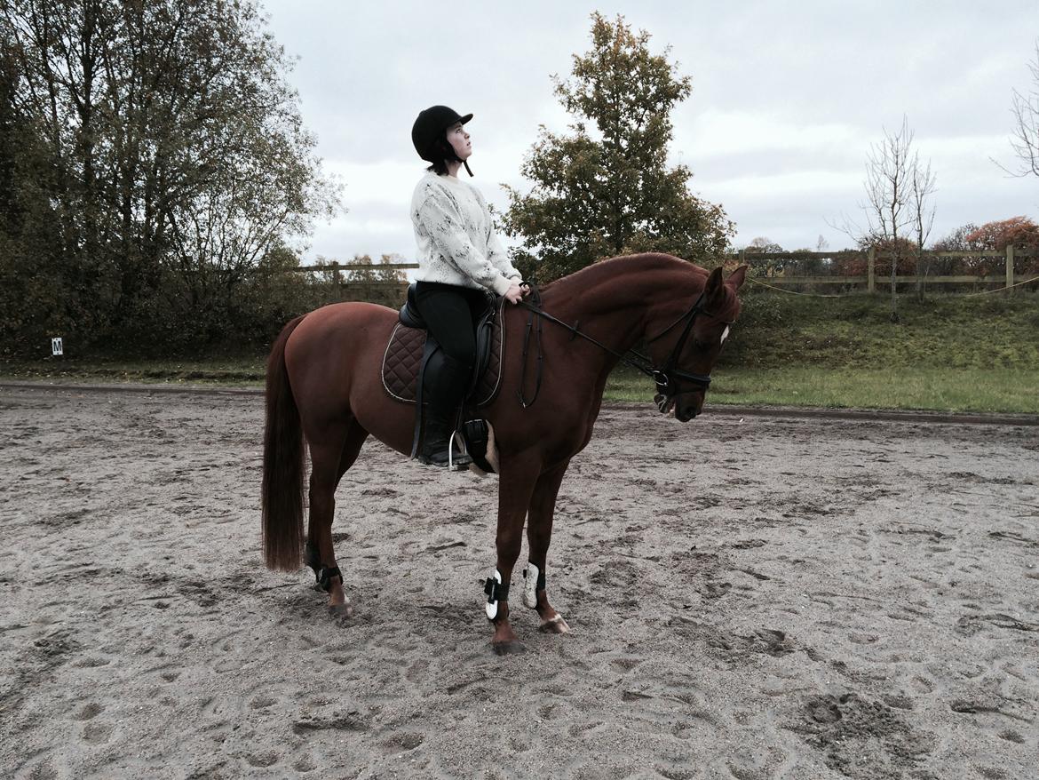 Arabisk fuldblod (OX) D. Midnight Rodeo OX - Barnebarnet gjorde intet, og pludselig havde han hals :) billede 29