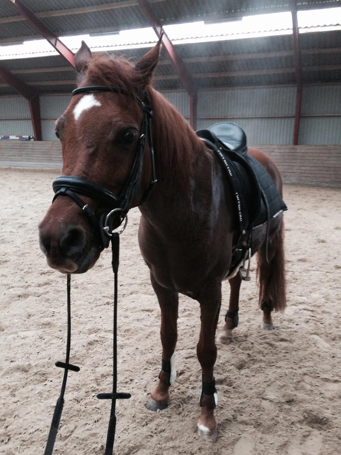 Arabisk fuldblod (OX) D. Midnight Rodeo OX billede 30