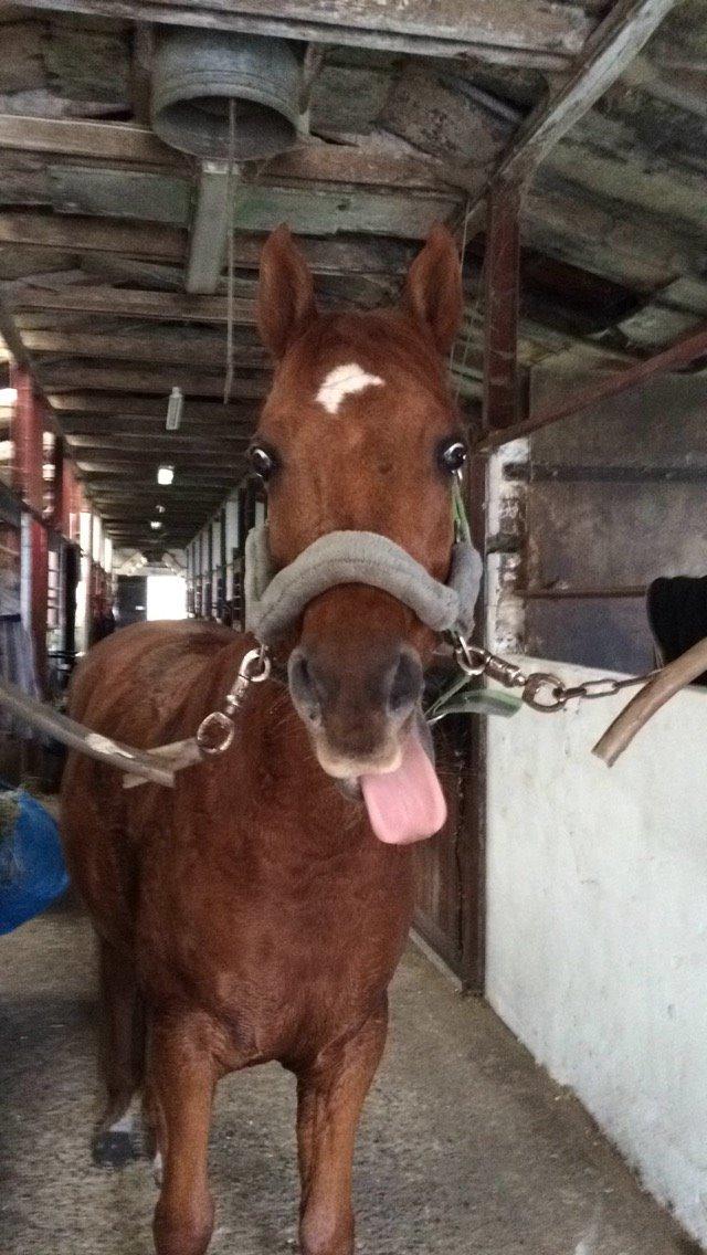 Arabisk fuldblod (OX) D. Midnight Rodeo OX billede 31