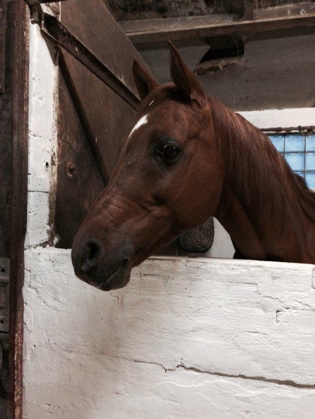 Arabisk fuldblod (OX) D. Midnight Rodeo OX billede 22