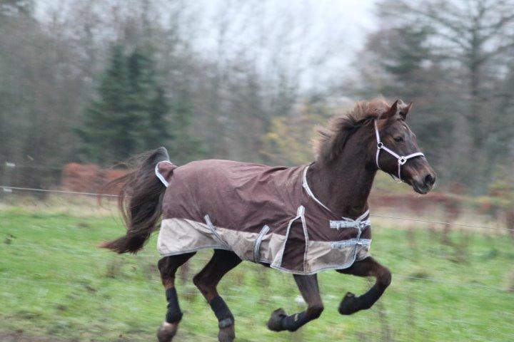 Anden særlig race Cekita R.I.P billede 4