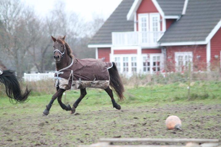 Anden særlig race Cekita R.I.P billede 5