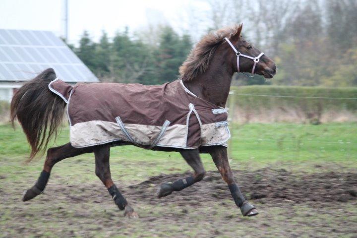 Anden særlig race Cekita R.I.P billede 6