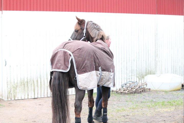 Anden særlig race Cekita R.I.P billede 16