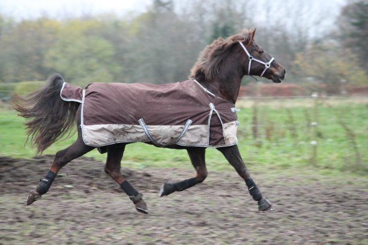Anden særlig race Cekita R.I.P billede 7