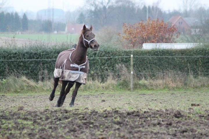 Anden særlig race Cekita R.I.P billede 9